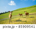 奈良 若草山と鹿 85909541