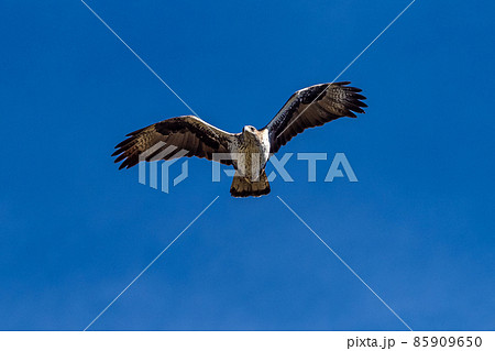 Griffon vultures, Gyps fulvus flying around the Serrania de Cuenca at Una, Spain. Griffon vultures, Gyps fulvus flying around the Serrania de Cuenca at Una, Spain. 85909650