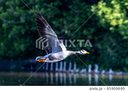 The bar-headed goose, Anser indicus flying over a lake in English Garden in Munich 85909690