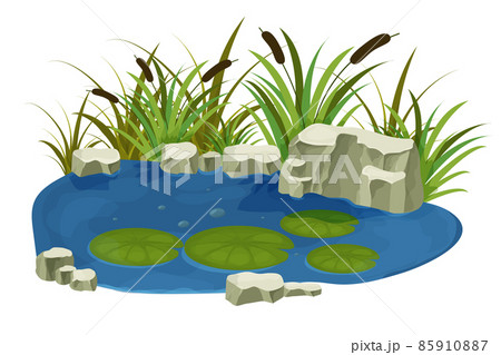 Lake, swamp with stones, bulrush lily leaves in cartoon style isolated on white background. Forest fantasy scene, wild nature. 85910887