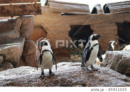 2羽のケープペンギンが岩の上に立つ水族館の風景 85911020