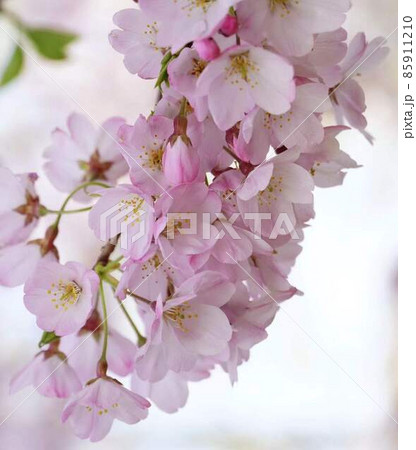 春爛漫河津桜 縦長長方形構図 春爛漫河津桜 縦長長方形構図 85911210