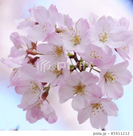 春爛漫河津桜 *正方形構図 春爛漫河津桜 *正方形構図 85911212