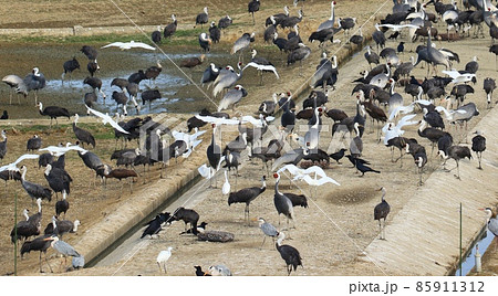 鹿児島県出水平野のマナズル 鹿児島県出水平野のマナズル 85911312