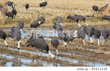 鹿児島県出水平野のマナズル 鹿児島県出水平野のマナズル 85911316