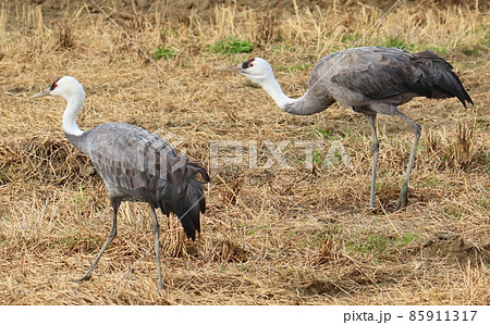 鹿児島県出水平野のマナズル 鹿児島県出水平野のマナズル 85911317