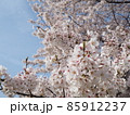 京都の桜 85912237