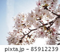京都の桜 85912239
