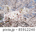 京都の桜 85912240