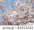 京都の桜 85912243