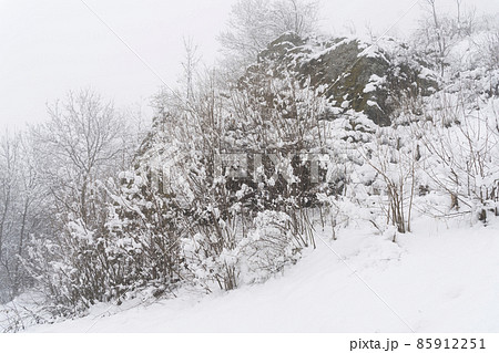 Winter landscape in the mountains. Mountain rock and trees in the fog.  85912251