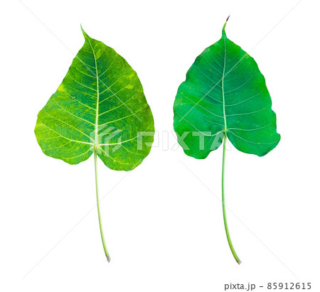 Isolated Ficus Religiosa leaf with clipping paths. 85912615