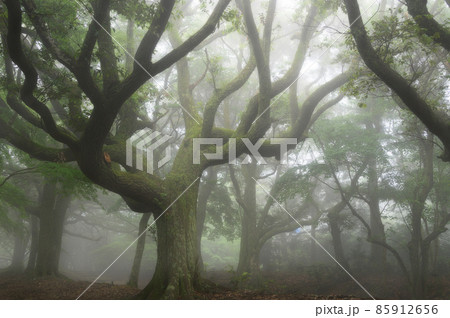 国境の島「対馬」 国境の島「対馬」 85912656