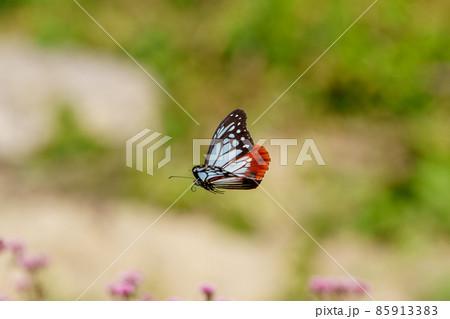 飛翔するアサギマダラ 旅する蝶 85913383