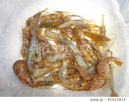 仁淀川の川エビやテナガエビ 仁淀川の川エビやテナガエビ 85913814