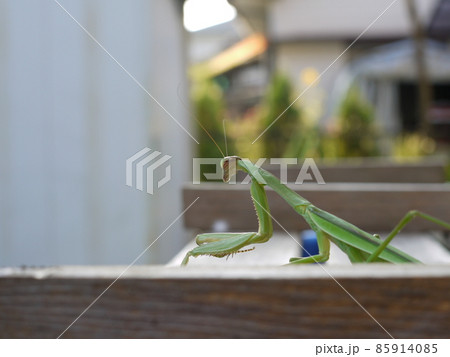 遠くを向いたカマキリ 遠くを向いたカマキリ 85914085