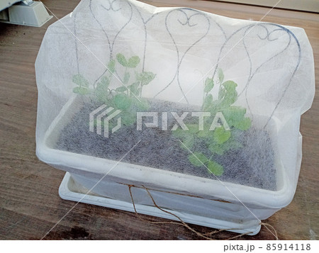 ベランダ家庭菜園で不織布を掛けたスナップエンドウのプランター 85914118