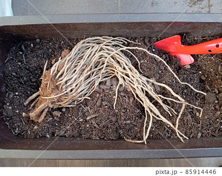 アスパラの苗をこれからプランターに植えます アスパラの苗をこれからプランターに植えます 85914446