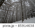冬の北八ヶ岳の景色　針葉樹林の霧氷　蓼科山登山道 85914638