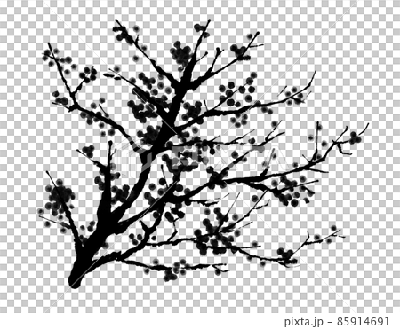 梅のイラスト（モノクロ） 85914691
