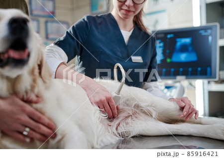 Young veterinarian in uniform doing ultrasound to the dog while its lying on the table Young veterinarian in uniform doing ultrasound to the dog while its lying on the table 85916421