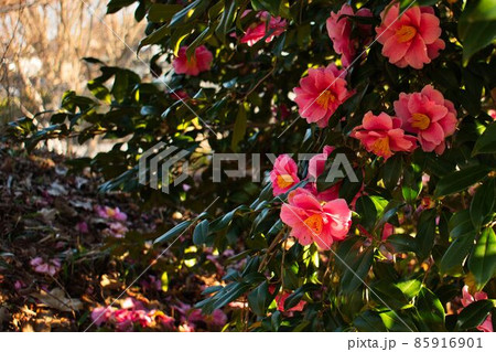散りはじめの椿の花 散りはじめの椿の花 85916901