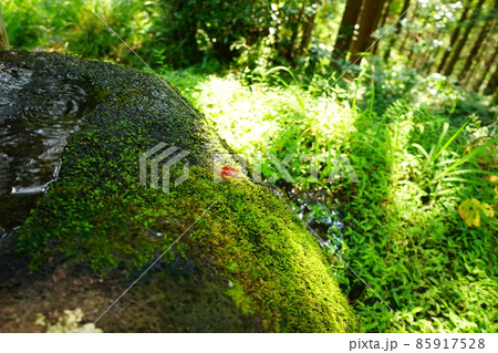 日本 三重県 熊野古道 苔むした岩の上のもみじ 日本 三重県 熊野古道 苔むした岩の上のもみじ 85917528