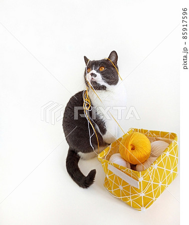 Gray cat tangled yellow threads for knitting. 85917596