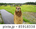 雨にぬれたアルパカ 85918338