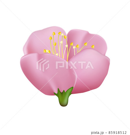 sakura flower cherry vector 85918512