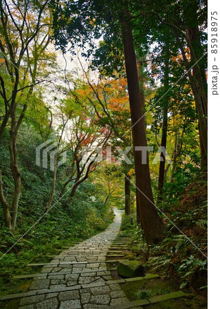 風情ある晩秋の参道 風情ある晩秋の参道 85918975