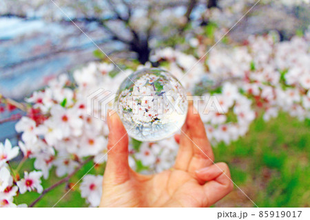 【埼玉】レンズボールに映り込んだ荒川土手沿いの満開の桜(フイルム風) 【埼玉】レンズボールに映り込んだ荒川土手沿いの満開の桜(フイルム風) 85919017