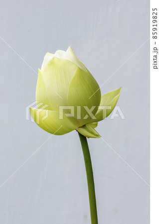 White lotus flowers Beautiful asian lotus flower in the pond 85919825