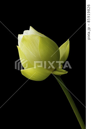 White lotus flowers Beautiful asian lotus flower in the pond 85919826