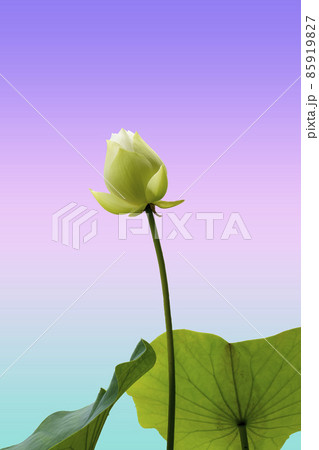 White lotus flowers Beautiful asian lotus flower in the pond 85919827