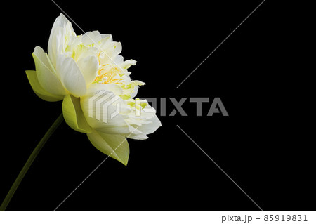 White lotus flowers Beautiful asian lotus flower in the pond 85919831