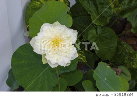 White lotus flowers Beautiful asian lotus flower in the pond 85919834