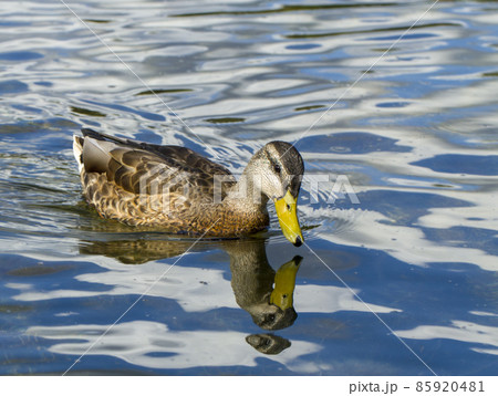 Wild female mallard duck Wild female mallard duck 85920481