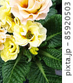 bright flowers macro photo. Macro photo in a summertime. 85920503