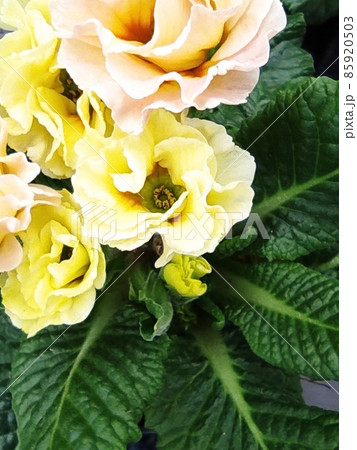 bright flowers macro photo. Macro photo in a summertime. bright flowers macro photo. Macro photo in a summertime. 85920503