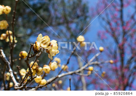 群衆 密集 人ごみ 85920864