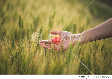 Woman holding poppy flower in hand Woman holding poppy flower in hand 85921095