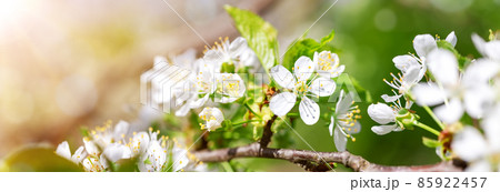 Blurred cherry tree beautiful background in bloom Blurred cherry tree beautiful background in bloom 85922457