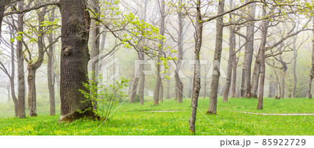 Beautiful mistery view of the foggy forest in spring 85922729