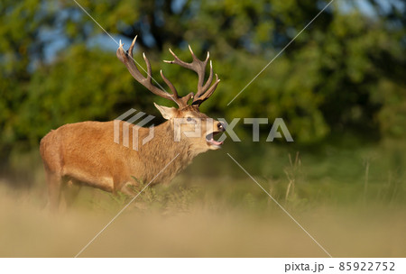 Red deer stag calling during rutting season in autumn 85922752