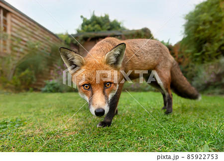 Close up of a red fox in a garden in summer 85922753