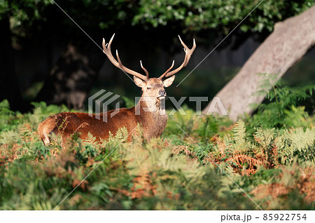 Close up of a red deer stag standing in a field of ferns 85922754