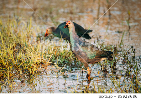 Goa, India. Two Grey-headed Swamphen Birds In Morning Looking For Food In Swamp. Porphyrio Poliocephalus 85923686