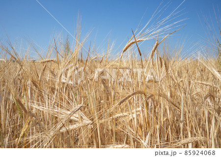 Background with a blue sky and a field with mature grain ears. The concept of agriculture. 85924068