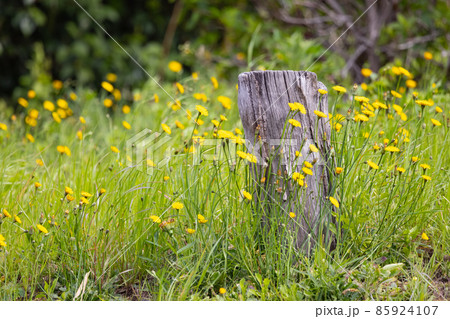 春の野草として身近な存在のタンポポ 85924107